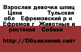 Взрослая девочка шпиц › Цена ­ 15 000 - Тульская обл., Ефремовский р-н, Ефремов г. Животные и растения » Собаки   